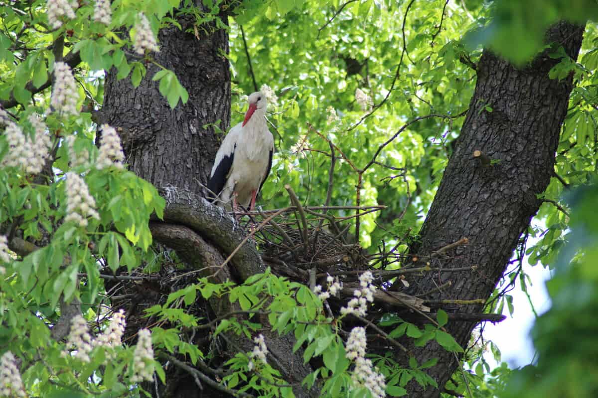 Storch in Nisthilfe im WWF-Auenreservat Marchegg. (c) Michael Stelzhammer/WWF Österreich Auf dem Bild ist ein Storch auf einem Nest auf einem Baum zu sehen, der auf die Seite blickt. Rund um ihn sind grüne Blätter des Baumes zu sehen.