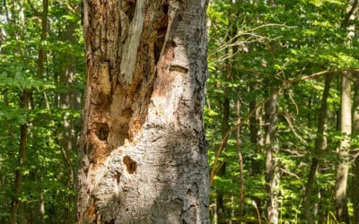 Warum ist Totholz und besonders stehendes Totholz bedeutend für die Gesundheit der Wälder?