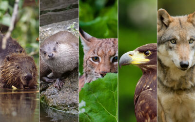 Neue WWF-Studie: Bundesländer fallen beim Artenschutz-Check