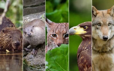 Artenschutz: WWF-Studie stellt Bundesländern schlechtes Zeugnis aus