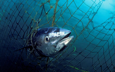 WWF warnt am Welt-Thunfisch-Tag vor Ökosystem-Kollaps durch Überfischung