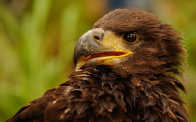 WWF: Vier Seeadler besendert – Population im Aufwind