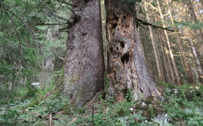 Alt- und Totholz in der Praxis – Erkenntnisse aus einem Forschungsprojekt