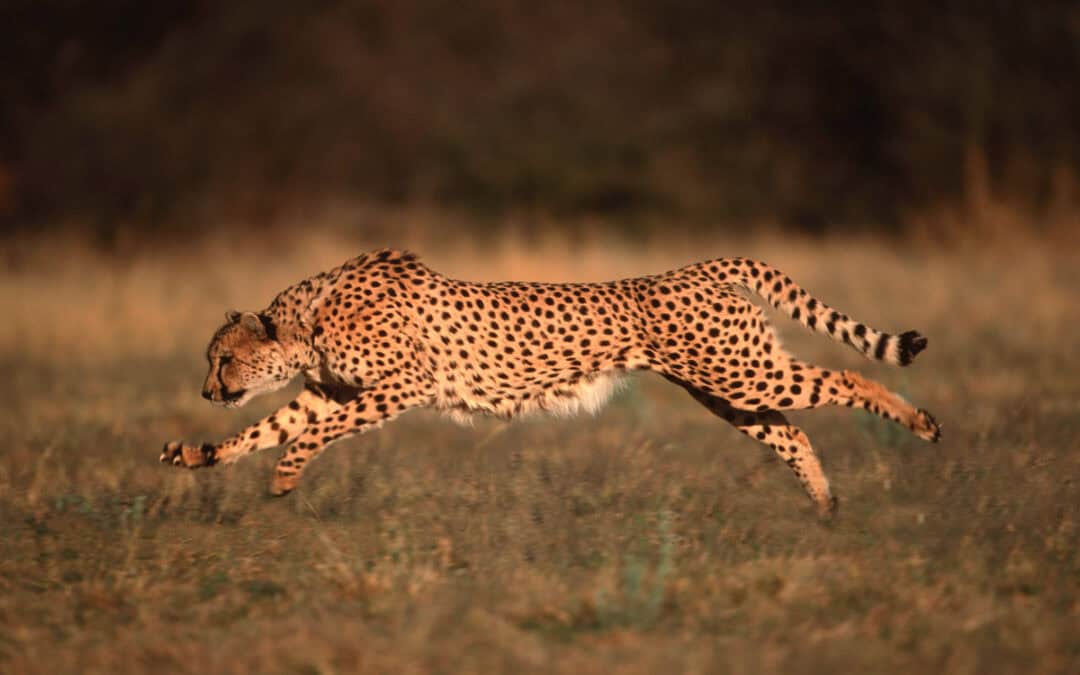 Fotostrecke: Unsere tierischen Olympia-Champions