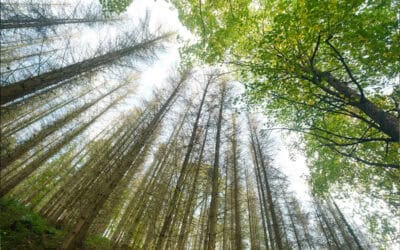 Wiederherstellung von Waldlandschaften in Österreich