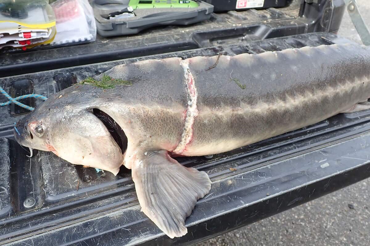 Wilderei bedroht Störe: WWF warnt vor Aussterben der letzten “Donau ...