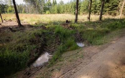 Was steckt hinter dem Begriff Mykorrhiza?