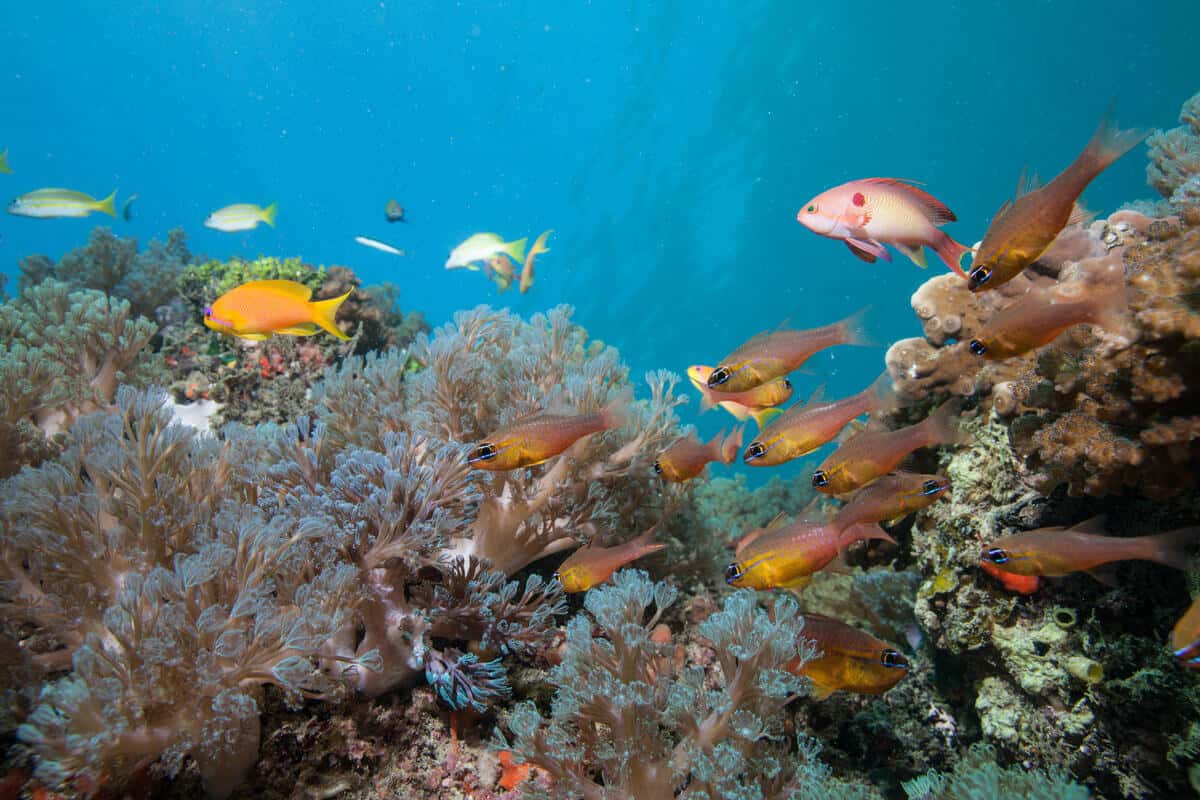Korallenriffe. (c) Philipp Kanstinger/WWF