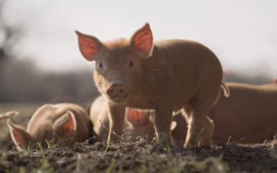 Gewinnspiel: Kino-Gutscheine für „Wildes Land – Die Rückkehr der Natur“