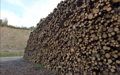 Was steckt hinter den bekanntesten Zertifikaten der Forstwirtschaft?