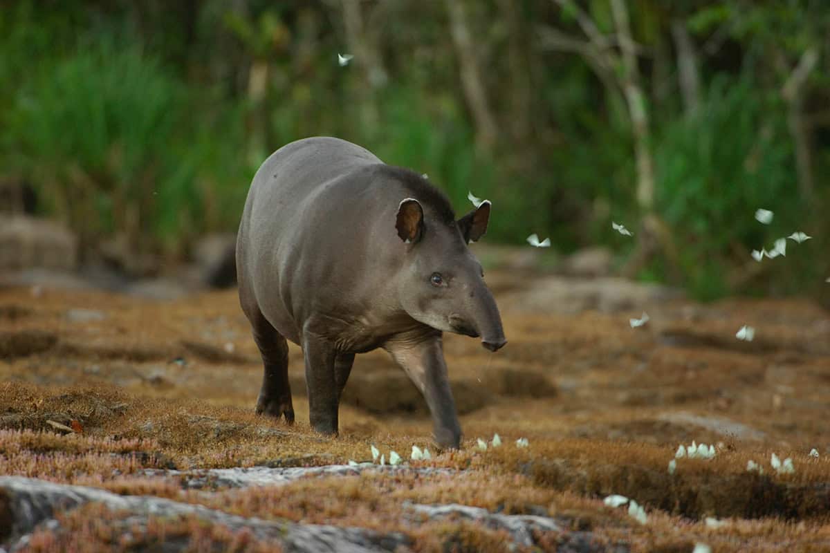wwf-at_Tapir_Brasilien_(c)Zig Koch WWF Tapir
