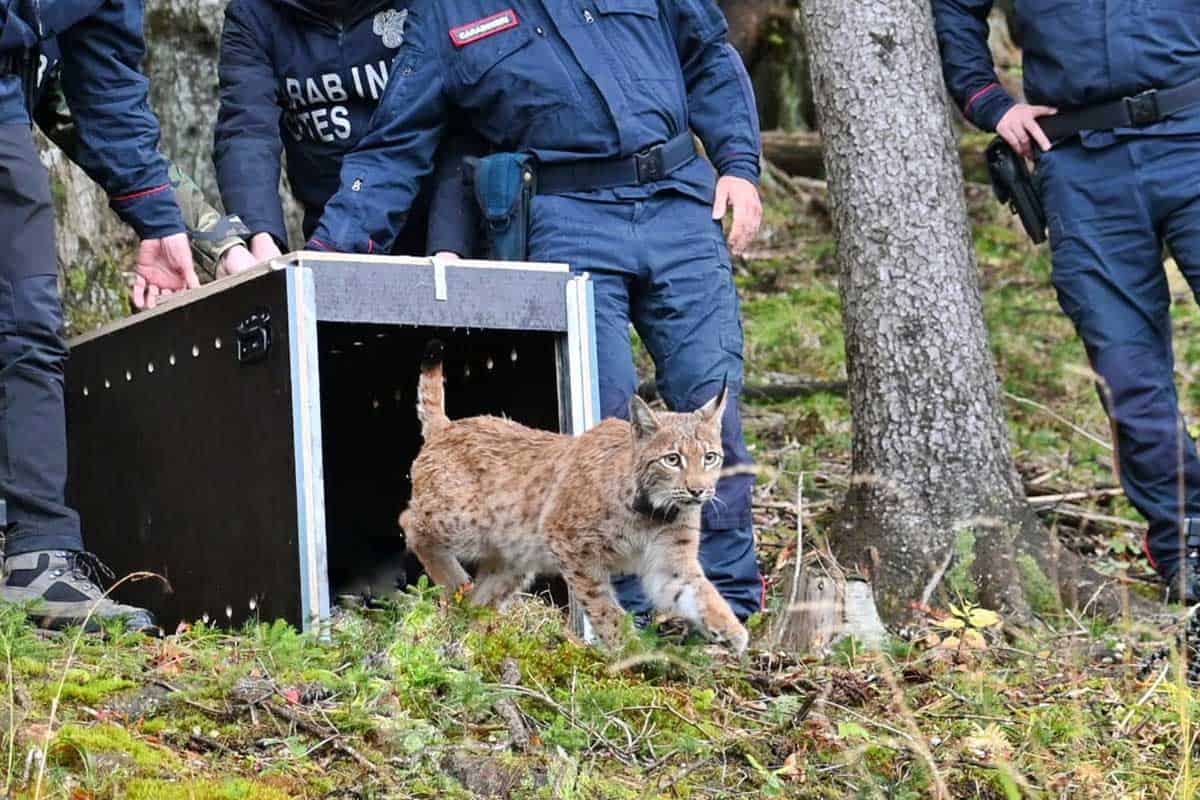 Auswilderung Luchsin Luna im Rahmen des Ulyca Projektes. (c) Renato Pontarini Im Bild ist ein Luchs mit Tracking-Halsband zu sehen, der gerade aus einer schwarzen Transportbox hüpft. Er befindet sich im Wald und rund um ihn herum stehen Menschen in Polizeiuniformen.