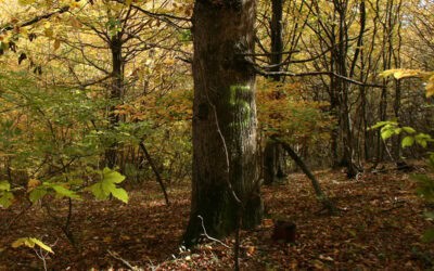 Welchen Beitrag leisten die Natura 2000 – Schutzgebiete für die Erhaltung der FFH-Waldarten und FFH-Waldlebensräume?