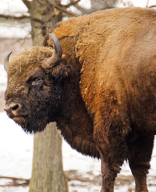 Wisent (c) peter fodor shutterstock