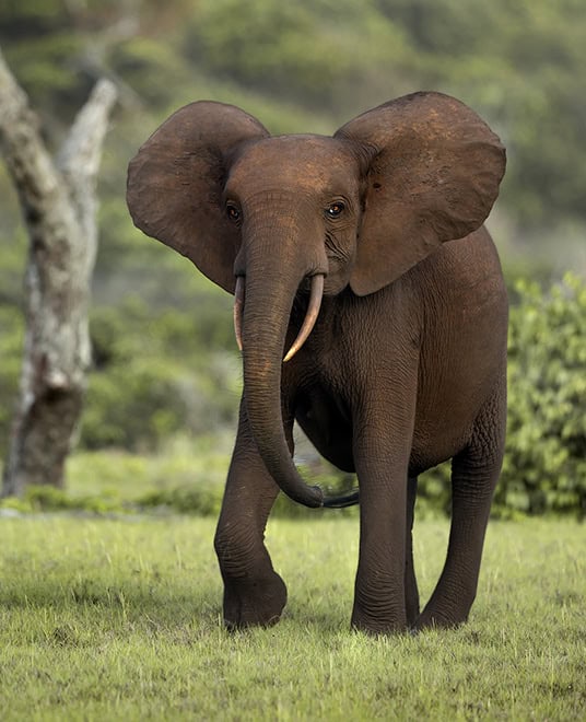Waldelefant (c) shutterstock zahorec