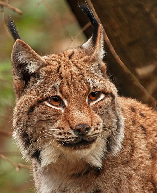 Luchs (c) Miha Krofel