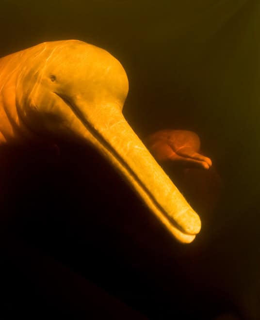Flussdelfin (c) Mark Carwardine naturepl.com WWFMark Carwardine naturepl.com WWF