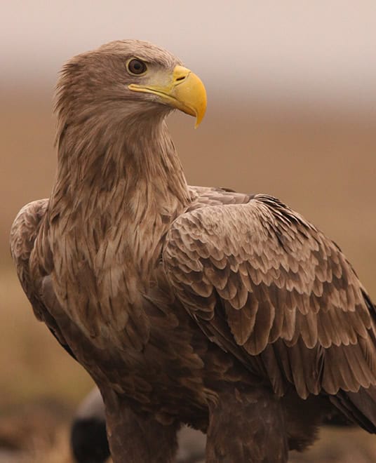 Seeadler in freier Natur