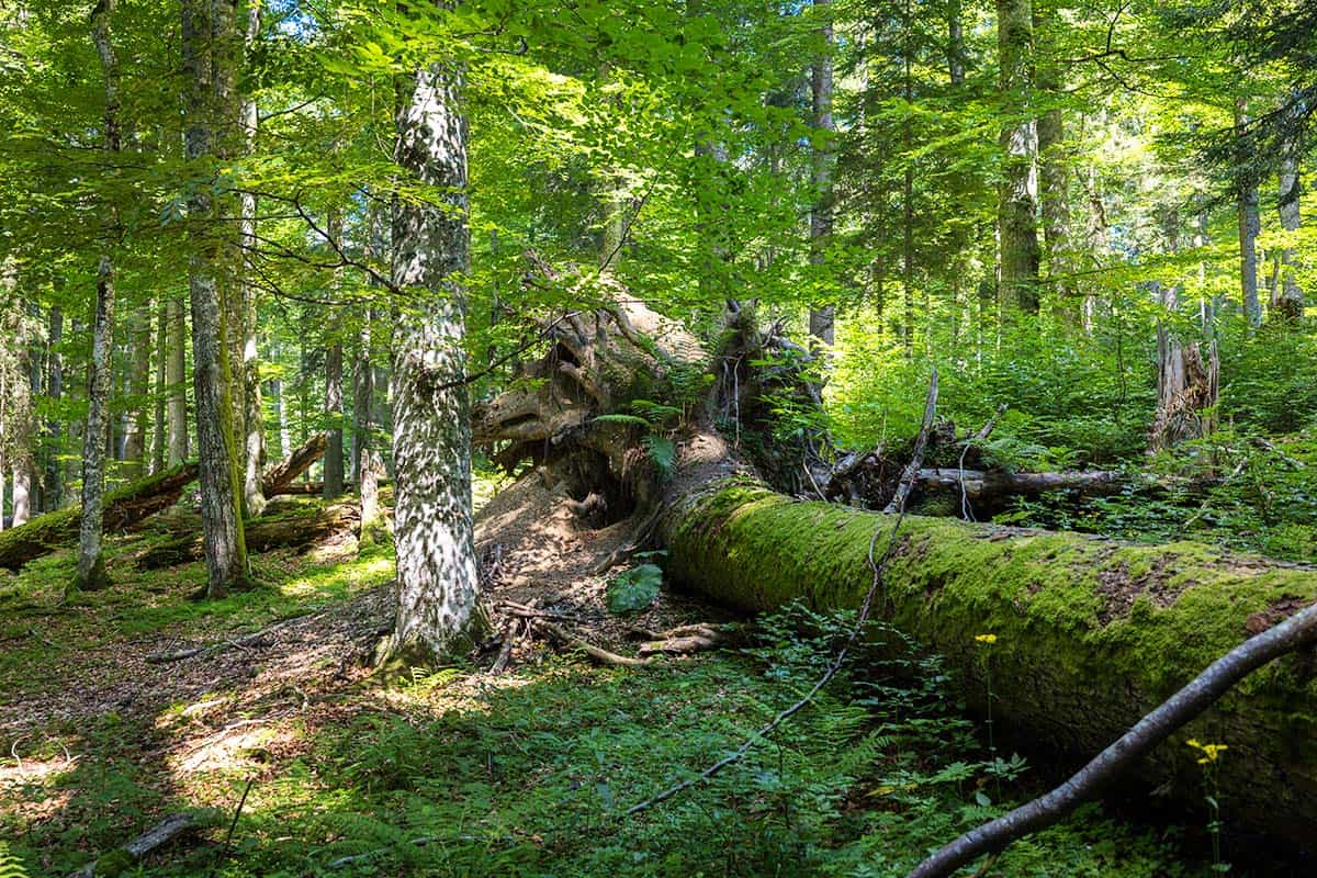 Totholz im Wald (c) Christian Lendl Totholz im Wald