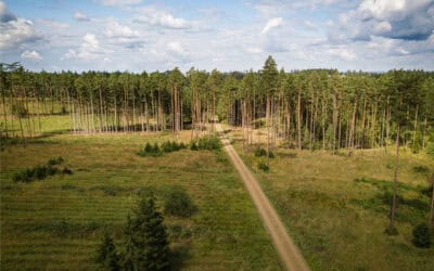 Waldzustands-Monitoring in Europa und Österreich