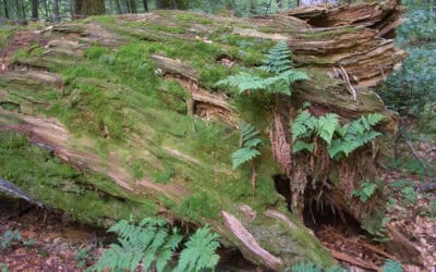 Die Rolle von Totholz im Wald-Wasserkreislauf
