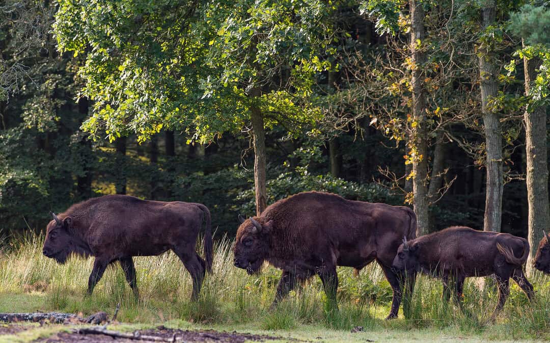 Ina auf großer Mission: Wie der WWF Wisente zurück in den Kaukasus bringt