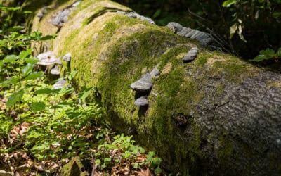 Steigert Totholz die Brandgefahr im Wald?