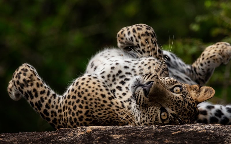 Ein Leopard rollt sich auf einem Felsen