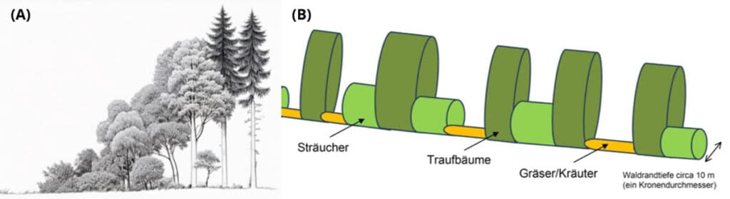 Stufen-Waldrand Modell