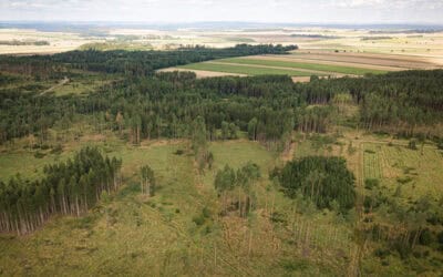 Wälder im Wandel: Entwicklung der Waldfläche in Europa 2001-2021