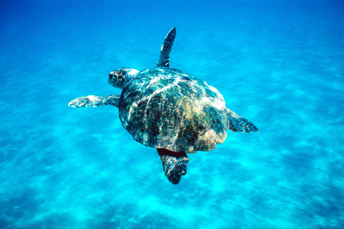 Meeres-Schildkröte im Mittelmeer (c) Michel Gunther / WWF Meeres-Schildkröte im Mittelmeer (c) Michel Gunther / WWF