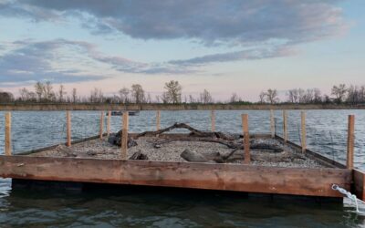 WWF: Neues Brutfloß sichert Überleben der bedrohten Flussseeschwalbe