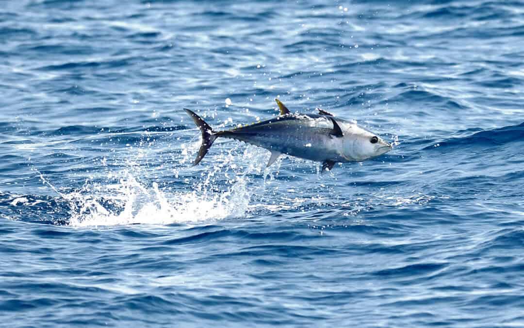 Tag des Thunfischs: Rückkehr des Blauflossen-Thunfischs als wichtiger Artenschutz-Erfolg