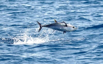 Tag des Thunfischs: Rückkehr des Blauflossen-Thunfischs als wichtiger Artenschutz-Erfolg