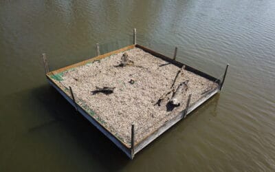 WWF-Erfolg: Altes Brutfloß, neue Hoffnung für die Flussseeschwalbe