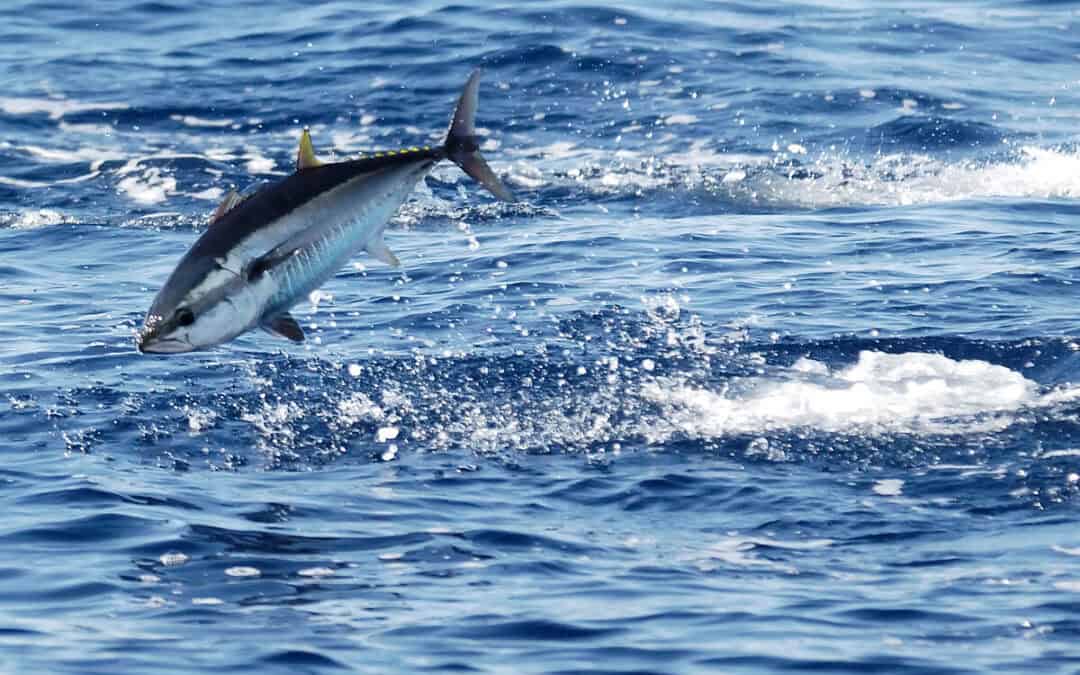 WWF-Erfolg: Comeback des Blauflossen-Thunfisch