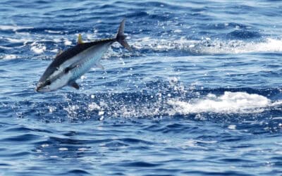 WWF-Erfolg: Comeback des Blauflossen-Thunfisch