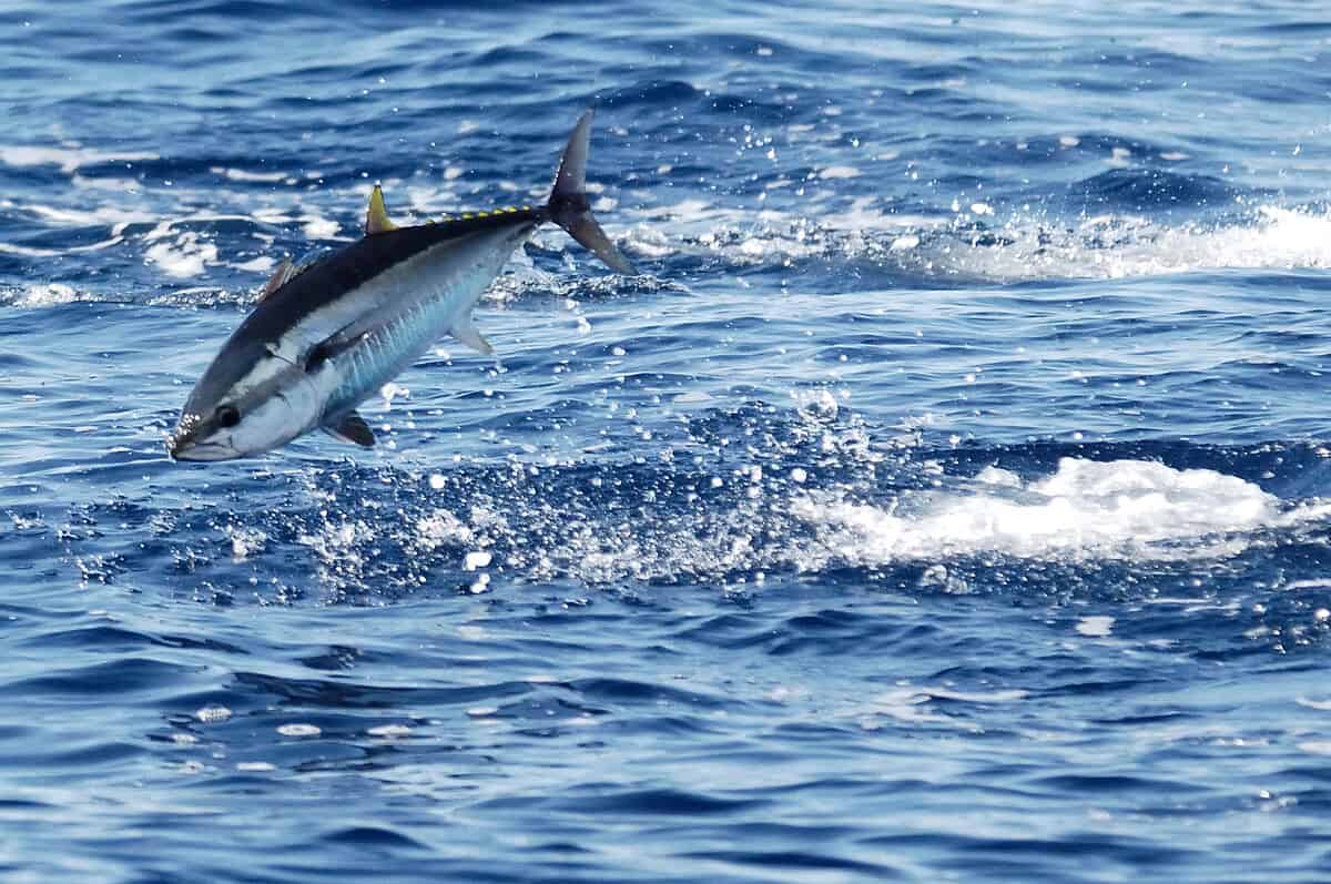 Auf dem Bild ist ein Blauflossen-Thunfisch zu sehen, der gerade aus dem Meer springt.