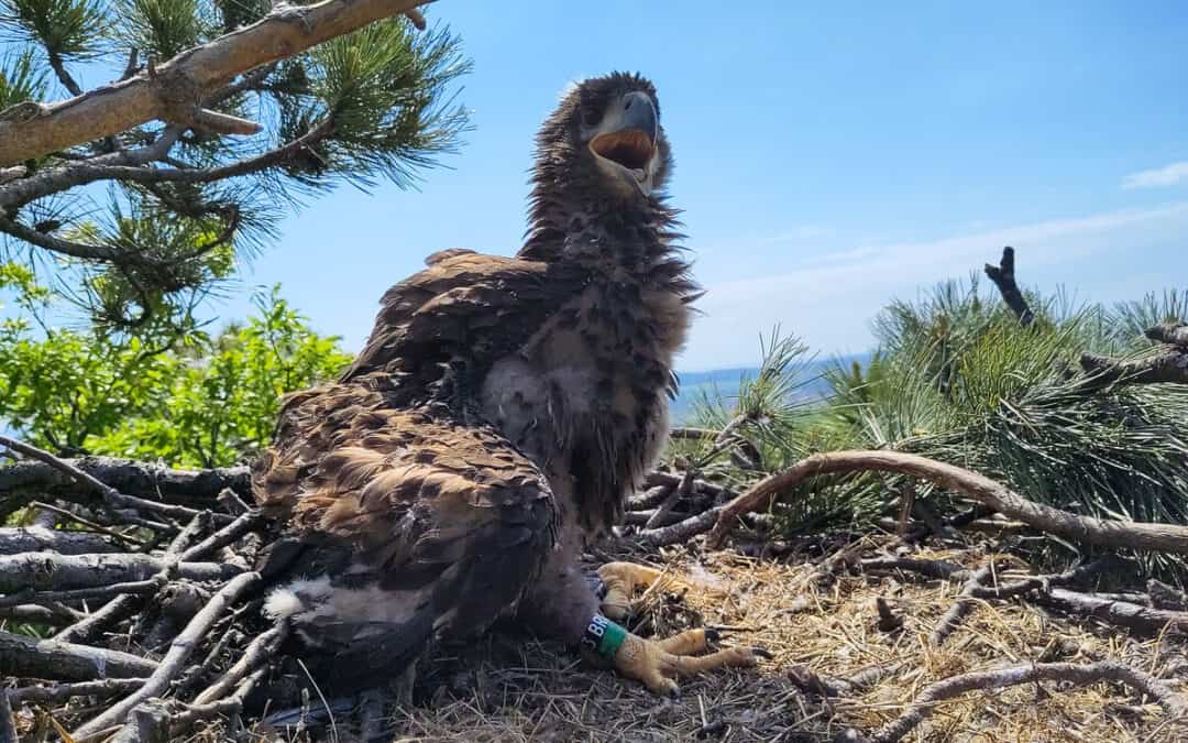 WWF: Zwei Seeadler besendert – Population im Aufwind
