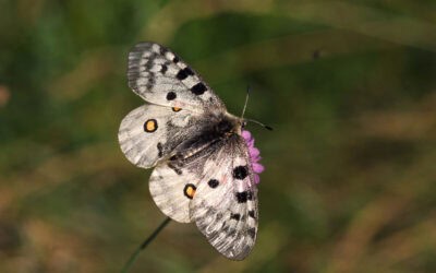 WWF-Statusbericht: Biodiversität in Österreich