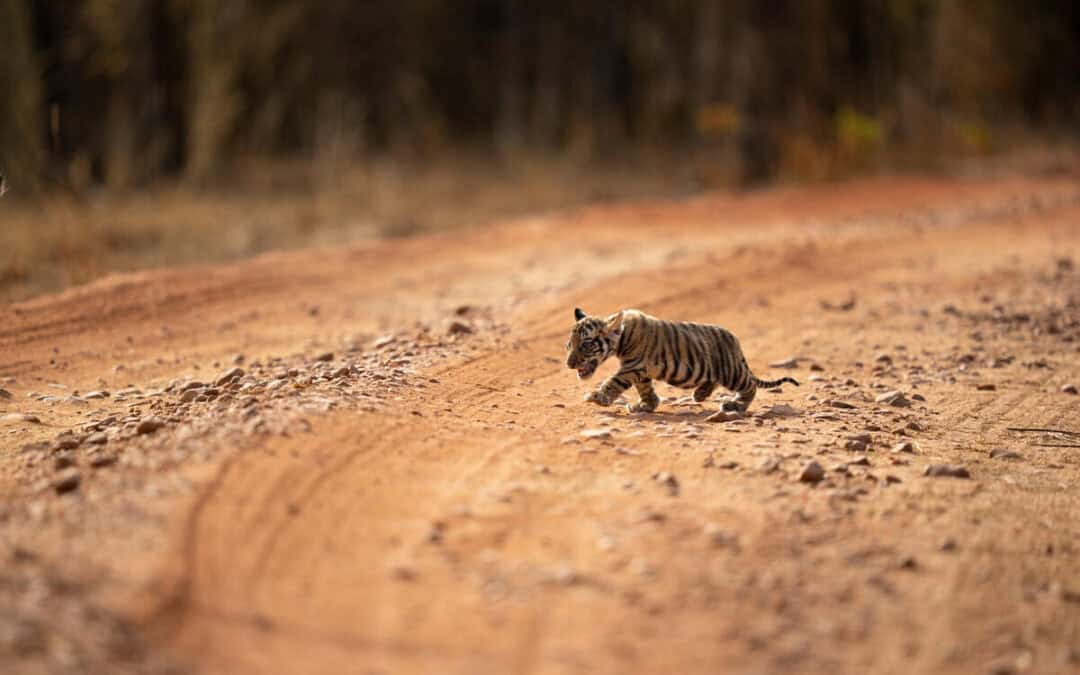 WWF-Erfolg: Kleine Tiger-Familie in Thailands Wäldern gesichtet