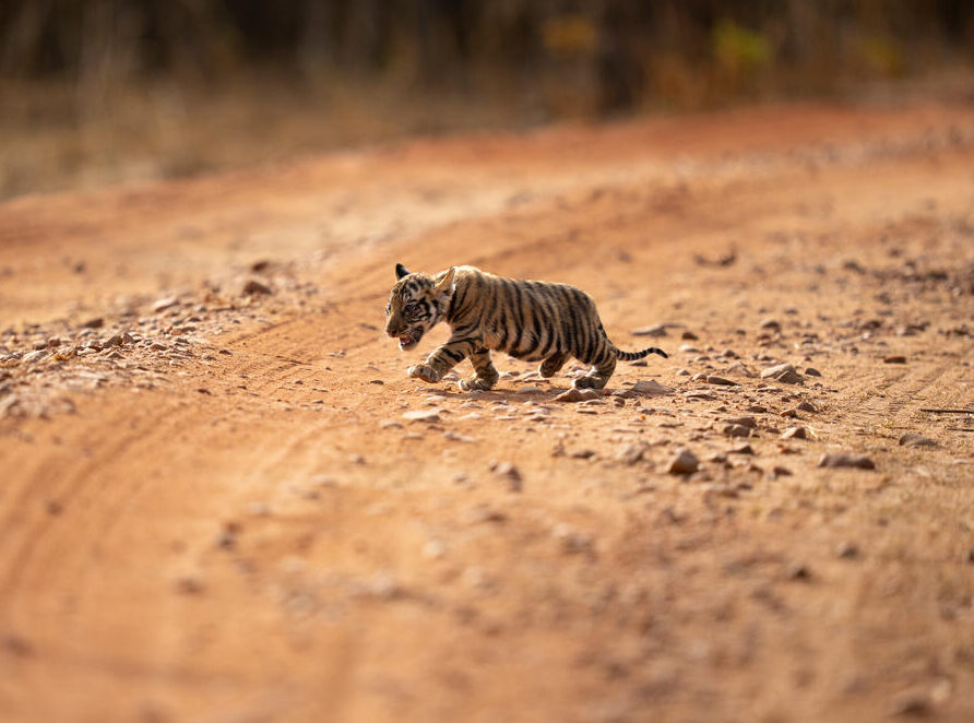 Tiger Jungtier. (c) Suyash Keshari/WWF Australia Auf dem Bild ist ein kleines Tigerjunges zu sehen, das gerade über den Boden tappst. Er läuft über eine Straße, die lehmig aussieht. Er scheint gerade zu brüllen.