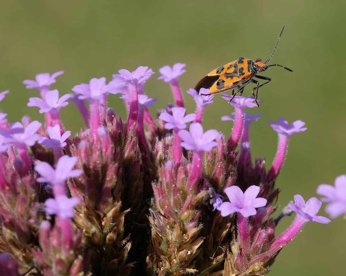 Zimtwanze. (c) Makrowilli Auf dem Bild ist eine Zimtwanze zu sehen, die gerade auf einer Pflanze mit lila Blüten sitzt und aus dem Bild hinaus blickt.