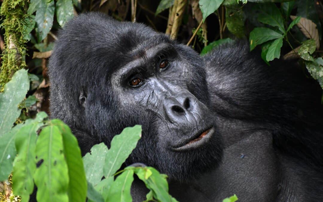 Good News: Berggorilla-Check in Uganda gestartet