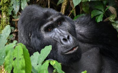 Good News: Berggorilla-Check in Uganda gestartet