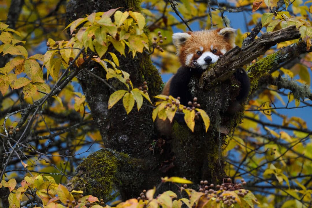 Fotostrecke: Roter Panda – ein seltener Überlebenskünstler - WWF Österreich