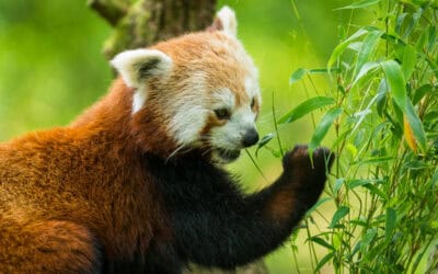 Fotostrecke: Roter Panda – ein seltener Überlebenskünstler