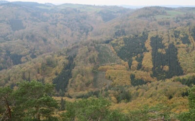 2025: Entwicklungen im Österreichischen Wald