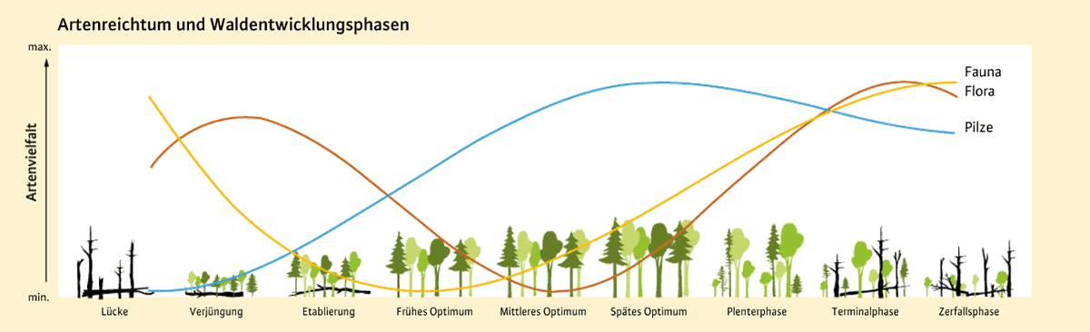Grafik Artenreichtum und Waldentwicklungsphasen