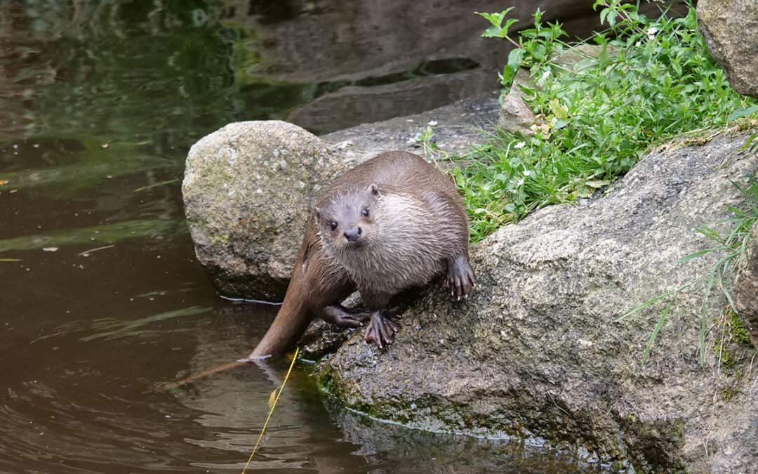 Referat: Der Fischotter